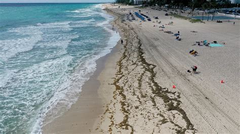 La enorme mancha de algas que se dirige a Florida se redujo en un 75%